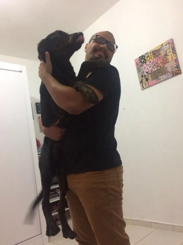 Cachorro ra a SRD idade 7 a 11 meses nome Bruce