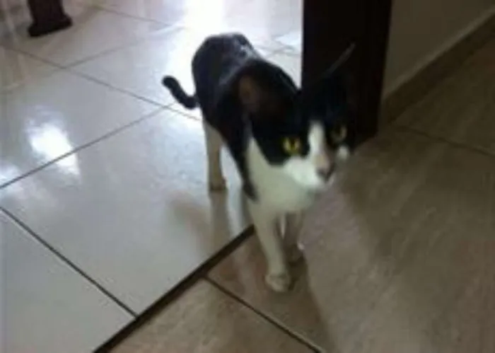 Gato ra a frajola idade 1 ano nome branquinha