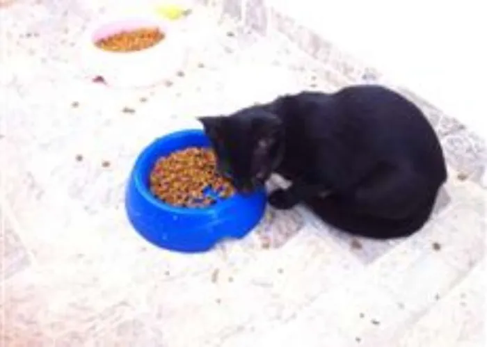 Gato ra a Frajola idade 7 a 11 meses nome Pantera