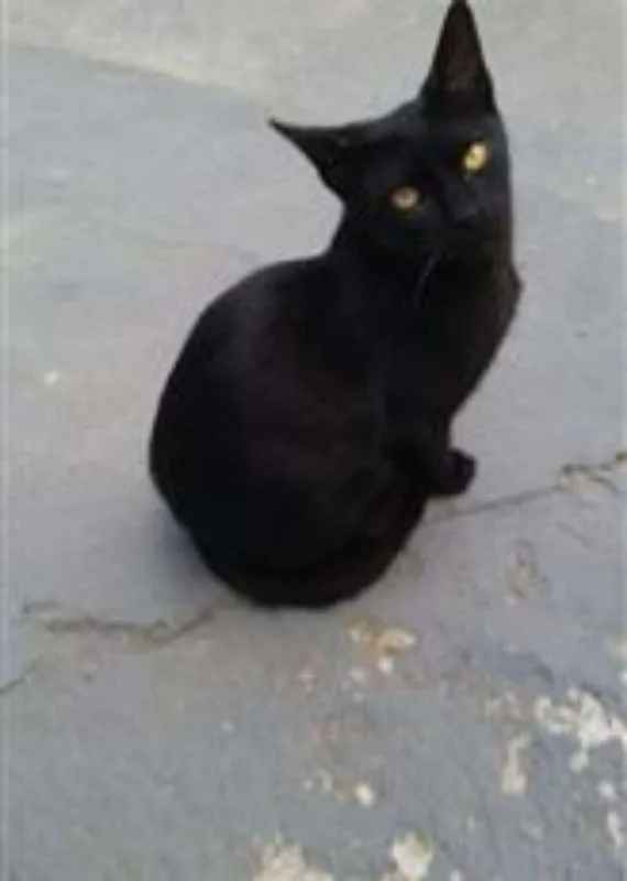 Gato ra a Frajola idade 7 a 11 meses nome Pantera