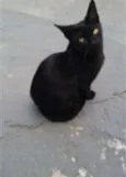 Pantera