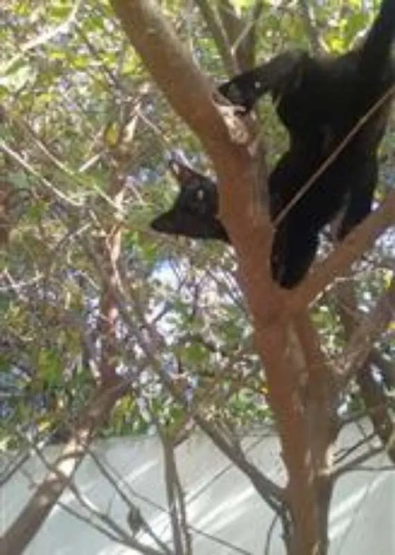 Gato ra a Frajola idade 7 a 11 meses nome Pantera