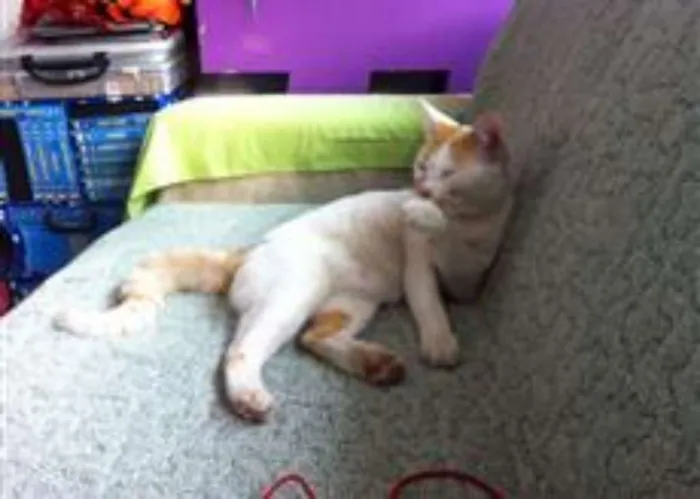 Gato ra a  idade 1 ano nome Steve