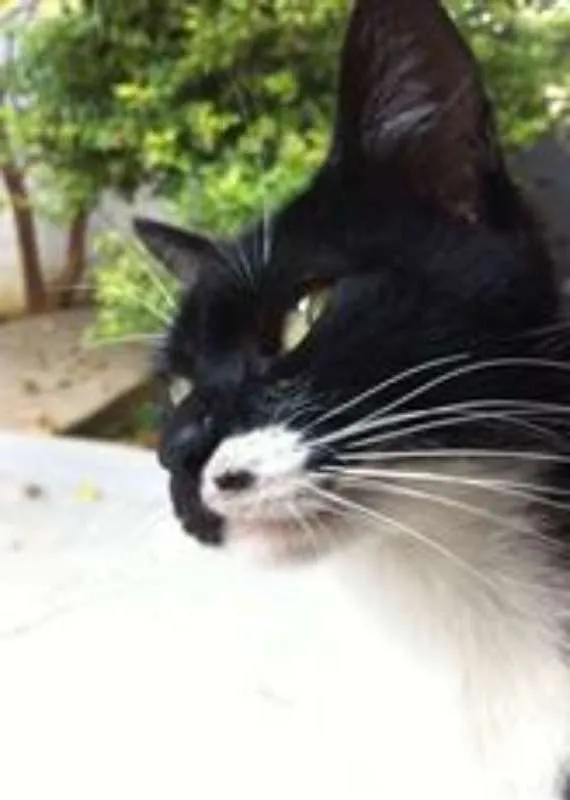Gato ra a Frajola idade 1 ano nome Mary Jane
