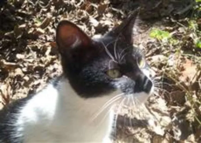 Gato ra a frajola idade 7 a 11 meses nome Ronronador