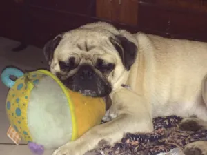 Cachorro raça PUG idade 1 ano nome Rocky