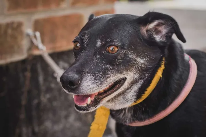 Cachorro ra a SRD idade 6 ou mais anos nome GORDA