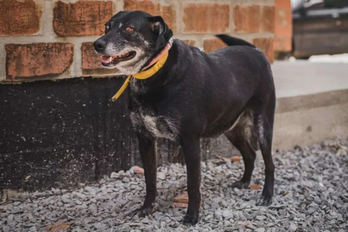 Cachorro ra a SRD idade 6 ou mais anos nome GORDA