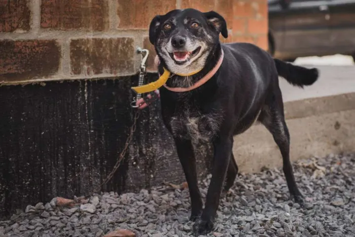 Cachorro ra a SRD idade 6 ou mais anos nome GORDA