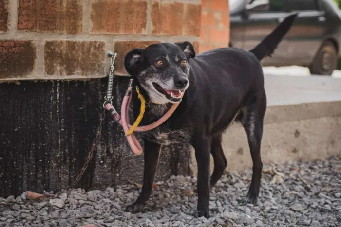 Cachorro ra a SRD idade 6 ou mais anos nome GORDA