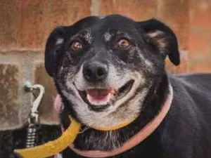 Cachorro raça SRD idade 6 ou mais anos nome GORDA