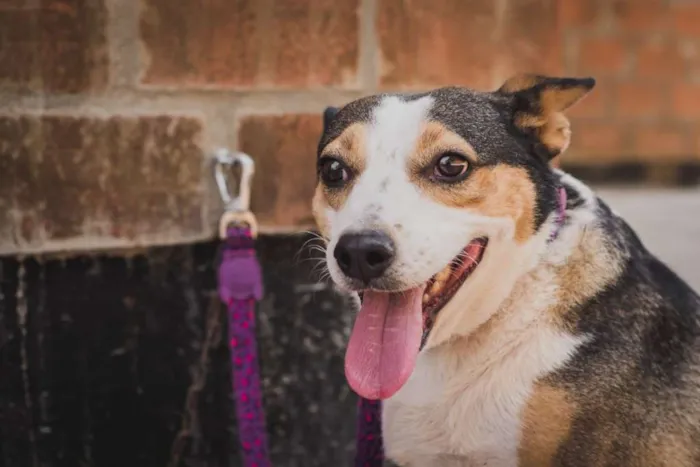 Cachorro ra a SRD idade 4 anos nome JULIA