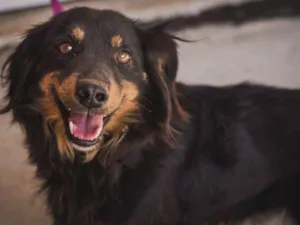 Cachorro raça SRD idade 3 anos nome SABUGO