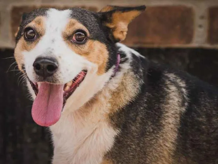 Cachorro ra a SRD idade 4 anos nome JULIA