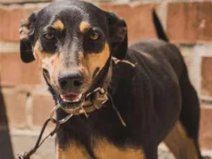 Cachorro raça SRD idade 3 anos nome GISELE