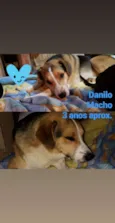 Danilo
