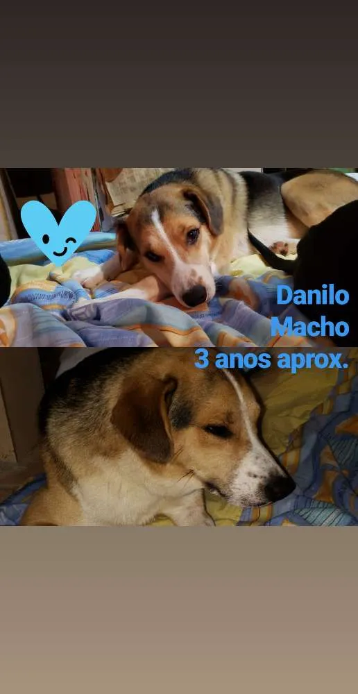Cachorro ra a SRD idade 2 anos nome Danilo