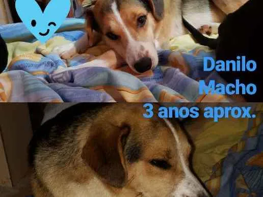 Cachorro ra a SRD idade 2 anos nome Danilo