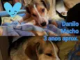 Danilo
