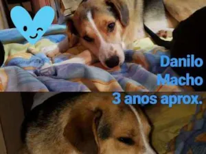Cachorro raça SRD idade 2 anos nome Danilo