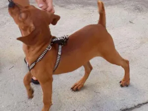 Cachorro raça Basset-mestiça idade 2 a 6 meses nome LILI