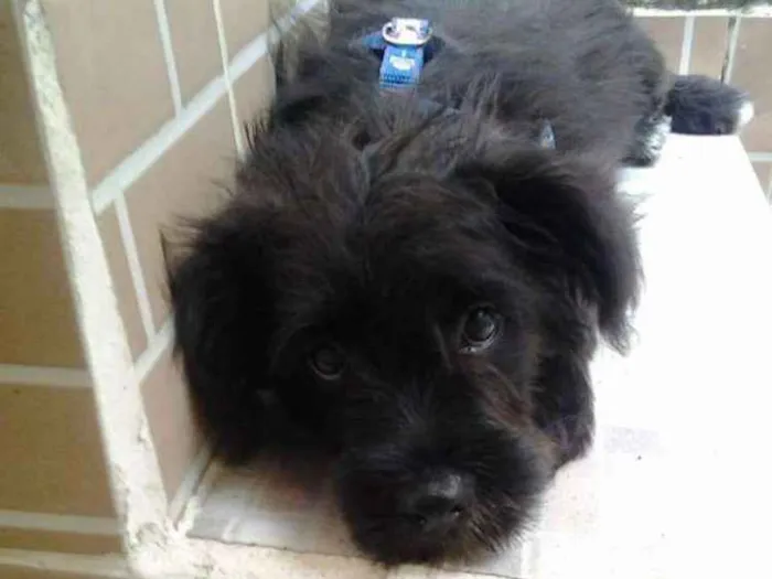 Cachorro ra a Poodle idade 4 anos nome Tuco