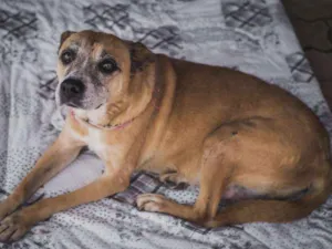 Cachorro raça SRD idade 6 ou mais anos nome AMORA
