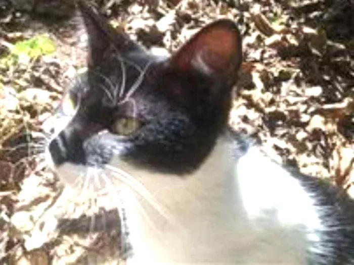 Gato ra a frajola idade 7 a 11 meses nome Ronronador