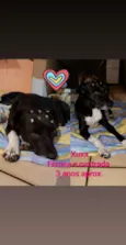 Xuxa