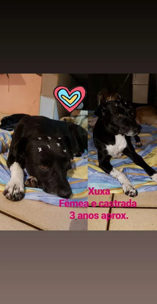 Cachorro ra a SRD idade 3 anos nome Xuxa