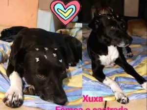 Cachorro raça SRD idade 3 anos nome Xuxa