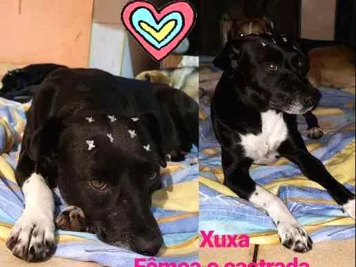 Cachorro ra a SRD idade 3 anos nome Xuxa