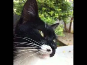 Gato raça Frajola idade 1 ano nome Mary Jane