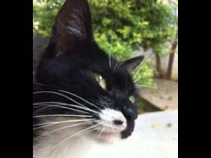 Gato ra a Frajola idade 1 ano nome Mary Jane