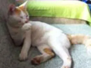 Gato raça  idade 1 ano nome Steve