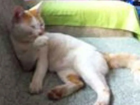 Gato ra a  idade 1 ano nome Steve