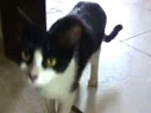 Gato raça frajola idade 1 ano nome branquinha