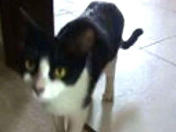 Gato ra a frajola idade 1 ano nome branquinha