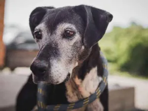 Cachorro raça SRD idade 6 ou mais anos nome APOLO