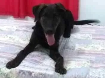 Cachorro ra a SRD idade 7 a 11 meses nome Bruce