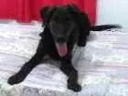 Cachorro raça SRD idade 7 a 11 meses nome Bruce