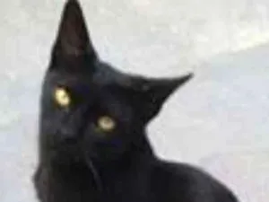 Gato raça Frajola idade 7 a 11 meses nome Pantera