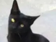 Pantera