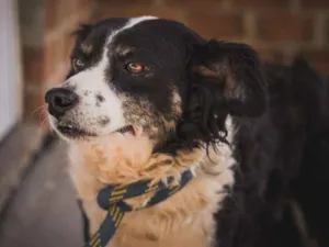 Cachorro raça SRD idade 6 ou mais anos nome RABITA