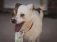 BENJI