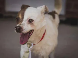Cachorro raça SRD idade 6 ou mais anos nome BENJI