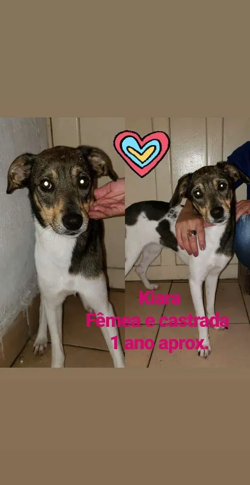 Cachorro ra a SRD idade 2 anos nome Kiara