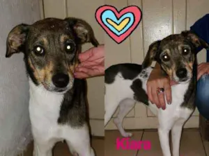 Cachorro raça SRD idade 2 anos nome Kiara
