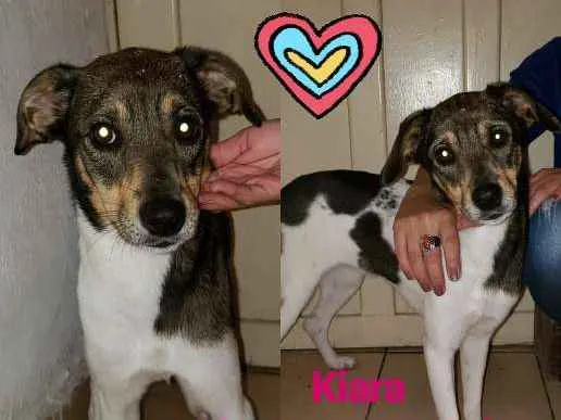 Cachorro ra a SRD idade 2 anos nome Kiara