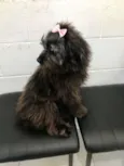 Maju